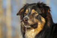 border-collie-4854040_1280