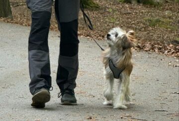 Dogwalker-2 Dogwalker,hundrastare
