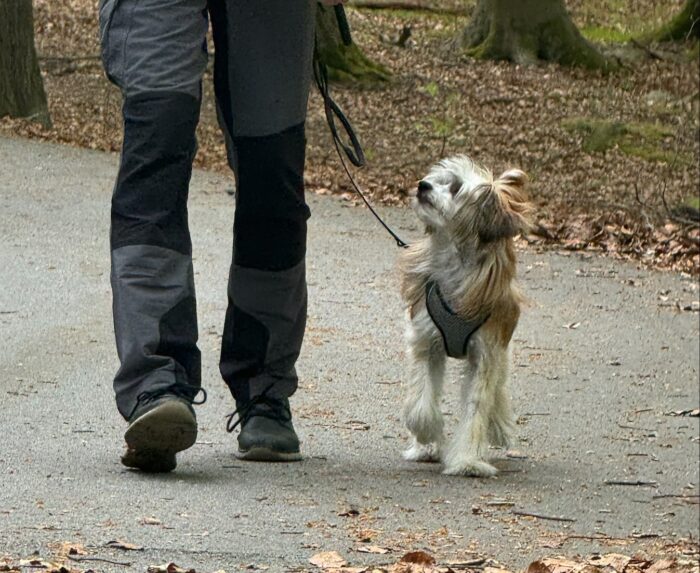 Dogwalker,hundrastare