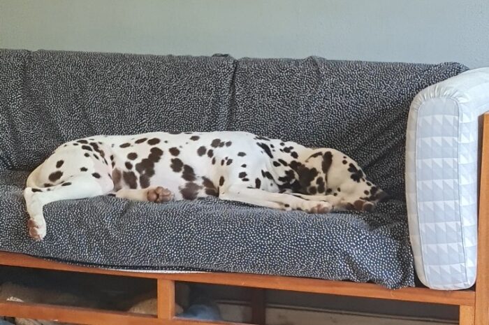 Hundinstruktörsutbildning online