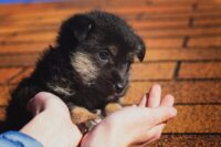 puppy-2814858_1280