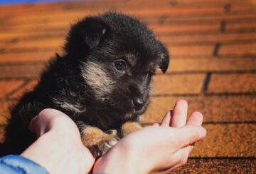 puppy-2814858_1280 puppy-2814858_1280