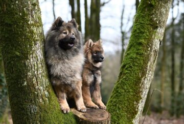 dogs-8613175_1280