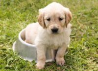 puppy-1207816_1280