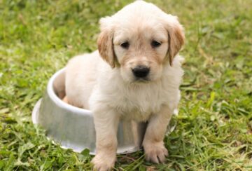 puppy-1207816_1280