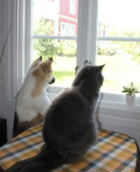 Som hund och katt