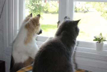 IMG_4445 Som hund och katt