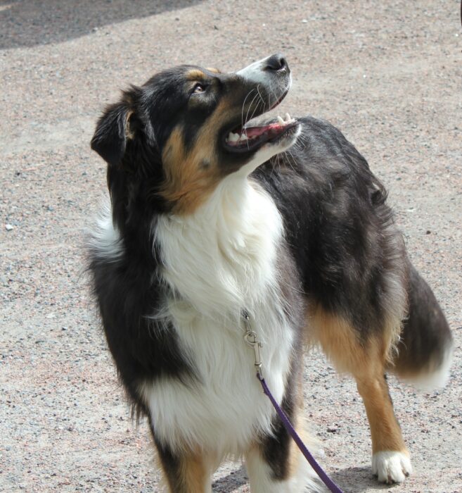 Samspel och hundägarpondus