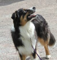 Samspel och hundägarpondus