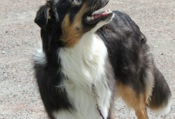 Samspel och hundägarpondus