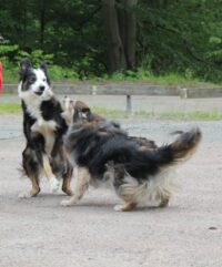 IMG_2074-579x700 Lek med andra hundar IMG_2074-579x700 Lek med andra hundar