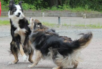 IMG_2074-579x700 Lek med andra hundar