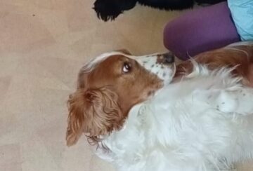 IMG-20251118-WA0008 - kopia