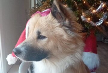 IMG-20251220-WA0000 - kopia