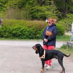 hundkurs- familjehundsträning-göteborg
