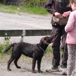 hundträning-med-relaton-i-fokus