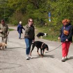 hundträning-med hundägare-götebrg