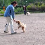 hundträning-i-göteborg